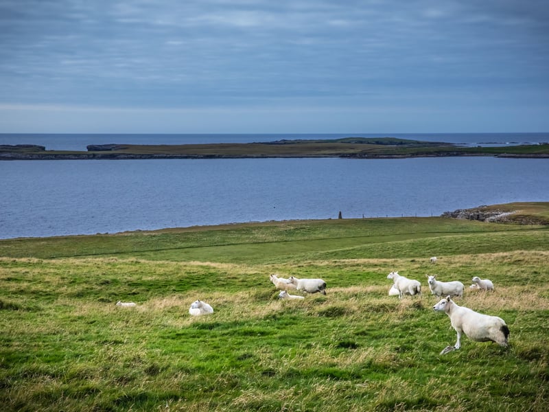 Given you have more chance of seeing the lights the further north you go, it's no surprise that the Shetland Islands - the furthest north you can get in Scotland before you get to the Faroe Islands - provide one of your best chances to see the colourful phenomenon. 