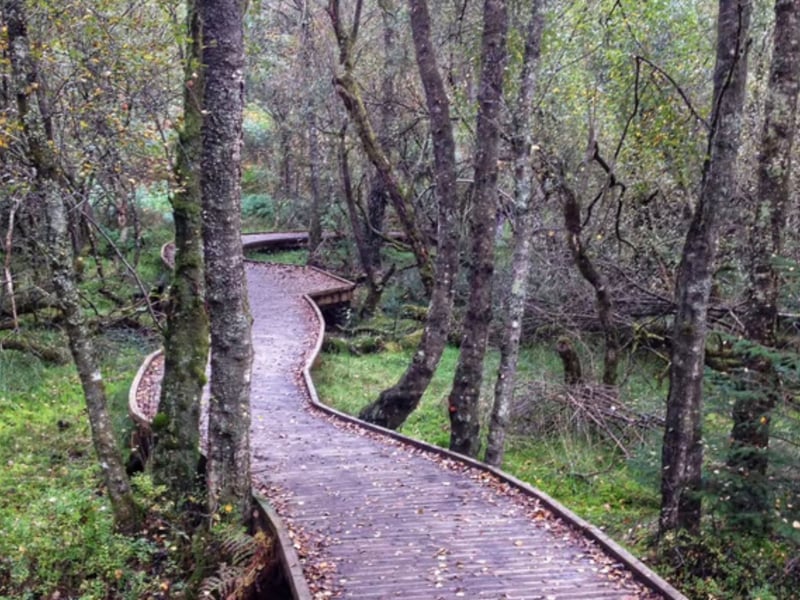 With around 50,000 acres of woodland, there's no shortage of trees to look at in Queen Elizabeth Forest Park, on the banks of Loch Lomond, near Aberfoyle. Look out for buzzards, peregrine falcons, deer and red squirrels while enjoying spectacular views. 