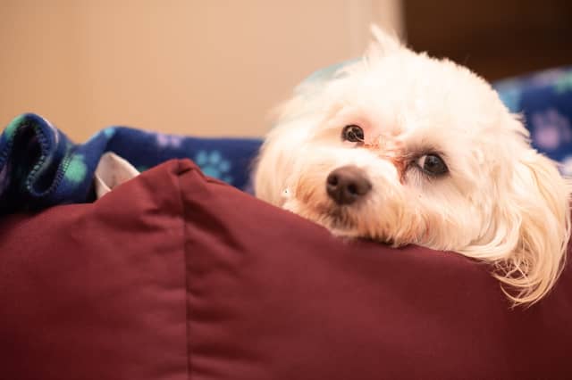 Some dogs are a dream to sleep with.