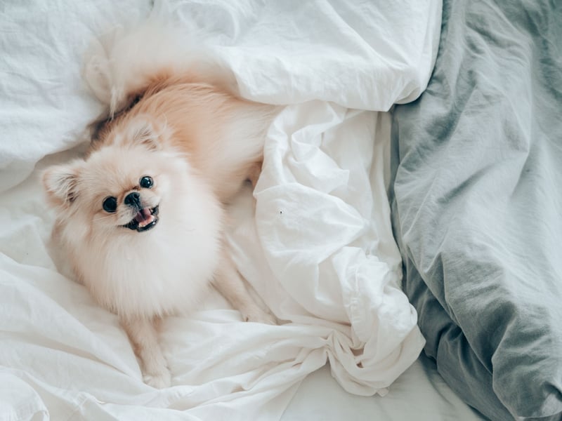 The only issue with the Pomeranian is that can enjoy the occasional bark at night - should they hear (or imagine) a noise. If you can keep them quiet though, these tiny dogs are great company at night- and take up less space than an extra pillow.