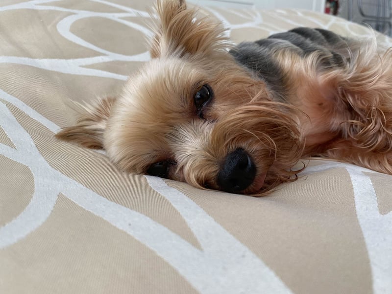 The tiny Yorkshire Terrier scored well in all categories for being a great canine bedmate. It only missed out on top spot because they can be slightly too energetic for long lies on a Sunday - expect a lick to politely ask you for a walk. 