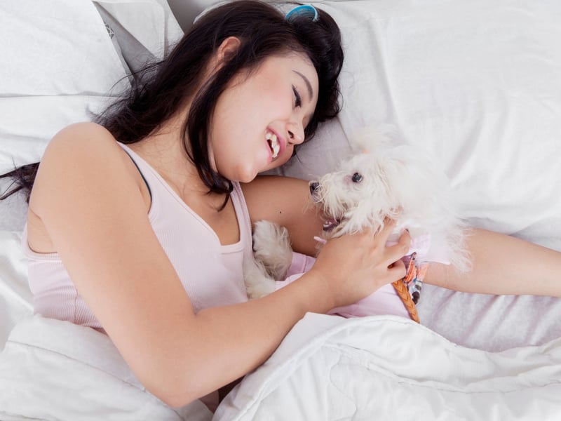 Taking the top spot as the best dog breed to have in your bed is the Maltese pooches. Their small size means they'll never hog the duvet. Added with a lack of shedding and drooling, they officially the perfect dogs to have a good nap with.