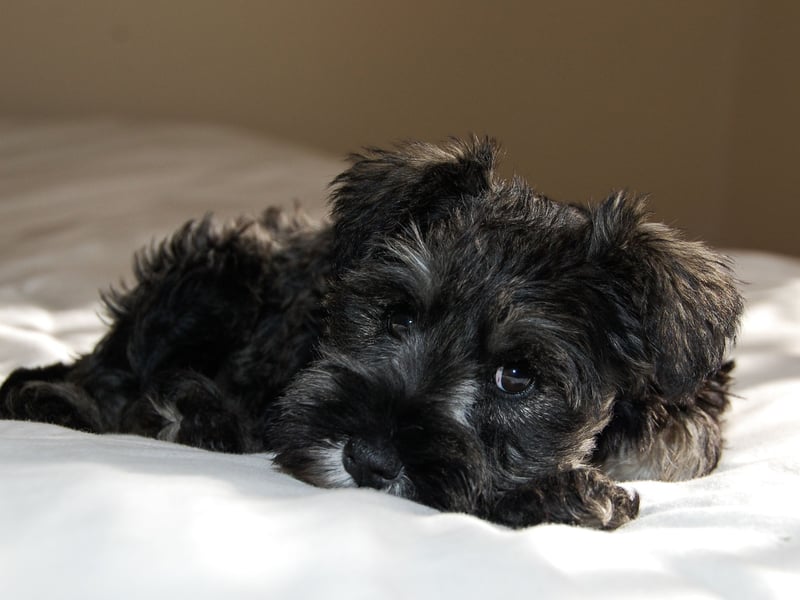 The Miniature Schnauzer tends to be quite high energy, but score very well across the other categories, shedding very little hair and being unlikely to wake you up with a bark. Make sure they're well walked and they should be perfect bed buddies.