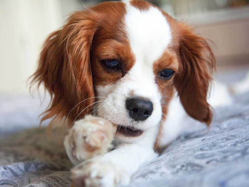 Cavalier King Charles Spaniels are affectionate, small-sized dogs that love snuggling. A lightweight breed, they are easy to accommodate in bed. Their gentle nature and love for human companionship make them ideal for close sleeping. Their soft, silky coat is pretty comfy to cuddle up to as well. 