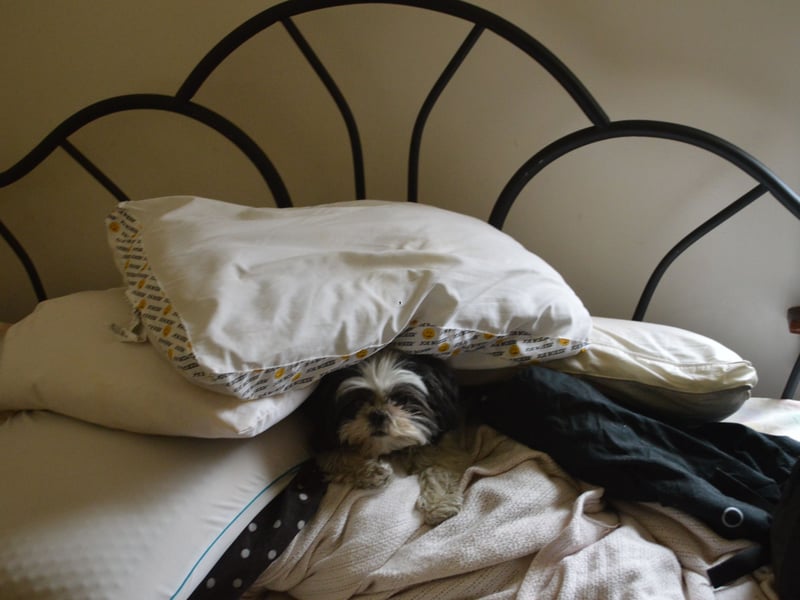 The Shih Tzu tends to be an excellent bed buddy - having beed bred to be lapdogs in their native China they are used to cuddling up to their human, motionless, for hours. Some of these cute characters do have a tendency to bark though, so expect to be occasionally woken if they hear something they thing you should know about.