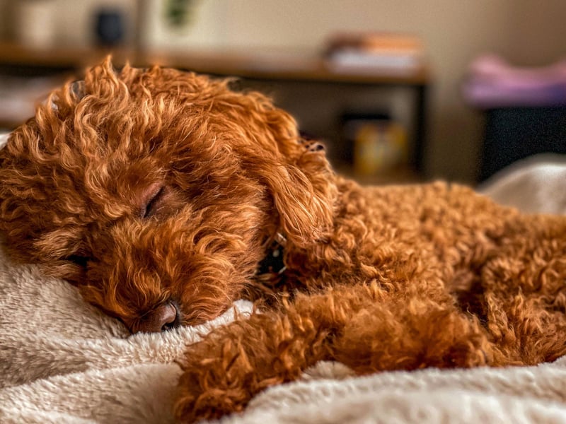 The Poodle scored particularly highly for a lack of shedding hair - this hypoallergenic breed won't leave your bed matted with fur. They also come in three different sizes - toy, miniature and standard - depending on the size of your bed!