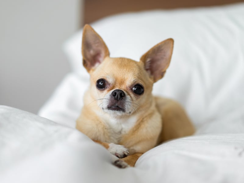 If space is at a premium then you can't get a better sleeping partner than the Chihuahua - the world's smallest dog. These dogs are packed with character and love staying close to their beloved owners all the time. Just make sure you don't roll over onto them - they don't like that.