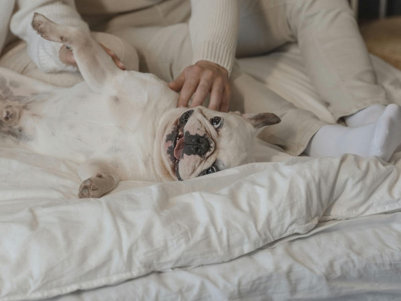 A perhaps surprise entry in the list of best dogs to share a bed with is the British Bulldog. With low amounts of shedding, barking and a very relaxed temperament, they make pretty great sleeping companions. A warning though, while they'll happily enjoy a long lie with you, they do tend to drool a little.