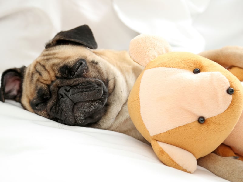 Pugs are affectionate, small-sized dogs that love being near their owners and can fit easily into any sleeping arrangement. They do shed a little, and are prone to snoring on occasion, but their calm nature makes up for those little niggles.