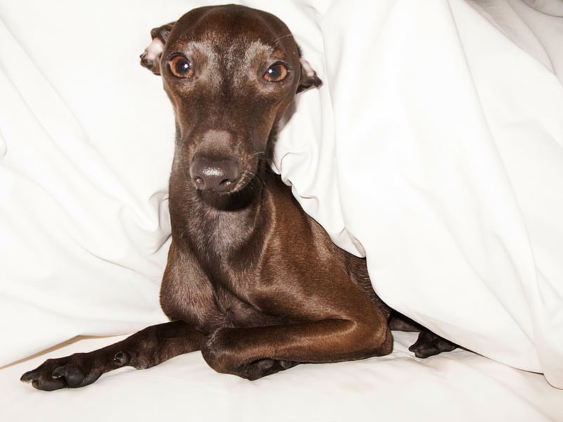 Greyhounds may seem like an unusual choice for a canine bedmate given their speddy reputation, but they are notorious couch potatoes. These dogs will be more than happy to enjoy a long lie with you just as long as they've had a good runaround. They are quiet, unlikley to fidget too much, and don't shed excessively. 
