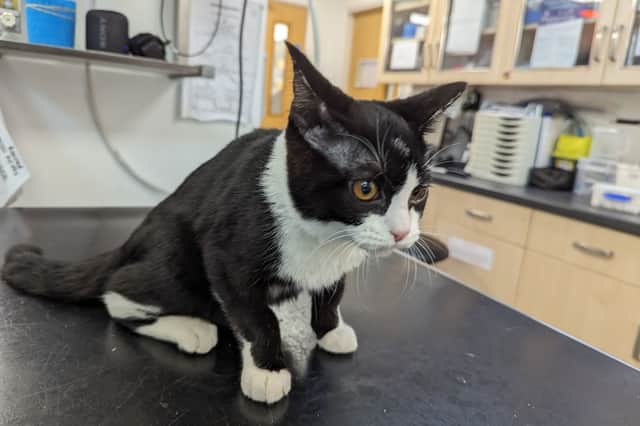 'Only surviving' kitten rescued from ‘sadistic’ attacks at home