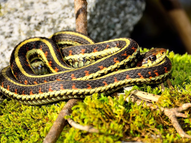 I deal for those will less space, the Garter Snake tends to only grow to around 2-3 feet long and are lively, active and engaging pets. They get on well in groups too, so you don't need to restrict yourself to one. Expect to pay around £30–£100 for one of these stunning creatures, native to North and Central America,