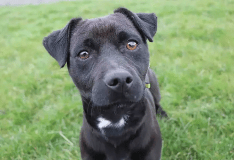 Beanie is a sensitive little soul looking for a patient family who can help him settle into homelife and grow in confidence. A quieter home set up with his family around majority of the day will suit him best. He can live with another doggy friend and older teens. Beanie needs time and space when making friends to allow him time to shine. A couple of meets at the centre will need to take place before the big adoption day.