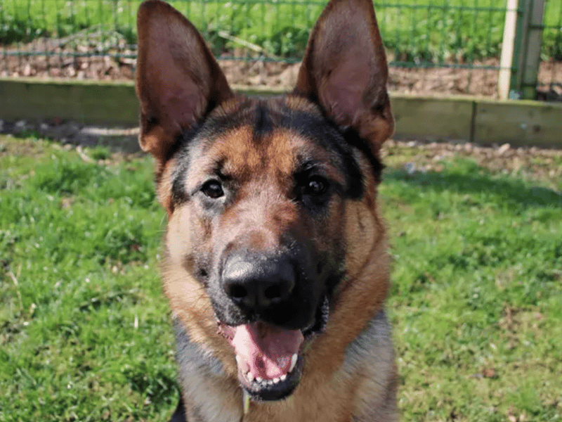 Otto is looking for a home with a garden and a family who are keen to continue training. He may share the home with another dog pending a successful mix. Otto is house trained and once all settled in should be ok to spend the odd hour solo. Otto has made friends lovely with all his carers at the centre so kids aged 11+ at home will be fine.