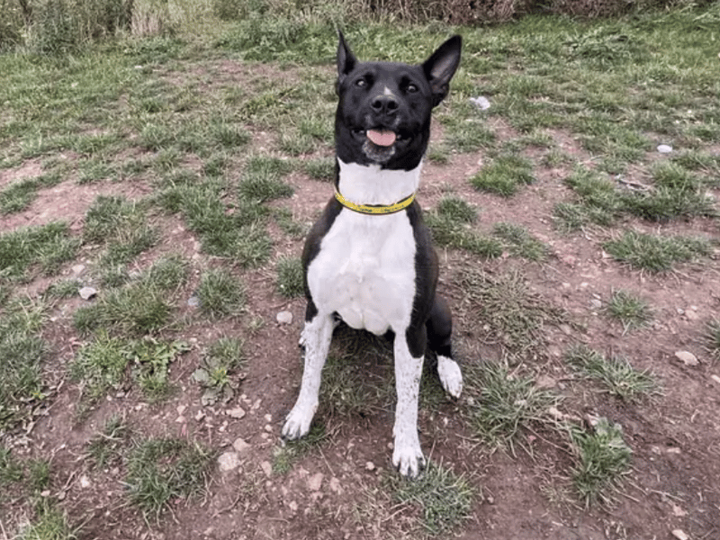 Oz is looking for a patient and understanding family who can help build up his confidence with everyday life. It takes him a moment before fully shining so it’s best to have a couple of meets at the centre before heading home together. Once a relationship is built and in comfortable surroundings he soon flourishes, and you’ll be rewarded with his affection. Adopters with minimal leaving hours and a garden will be ideal for Oz.
