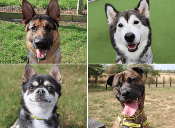 All these dogs are searching for their forever homes.