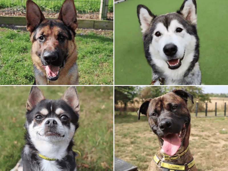 All these dogs are searching for their forever homes.