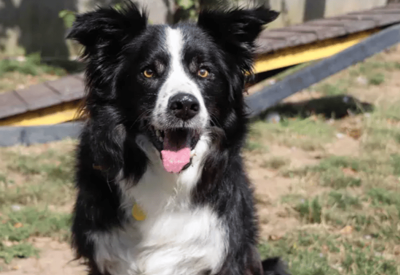 Baz is an older gent looking for a quieter home to relax and settle into. He is housetrained and able to spend some time home alone if required. He’ll enjoy a peaceful lifestyle without too much hustle and bustle. Baz would be best suited to living with older kids. In the home Baz would like to be the only dog as he much prefers spending time with his humans.