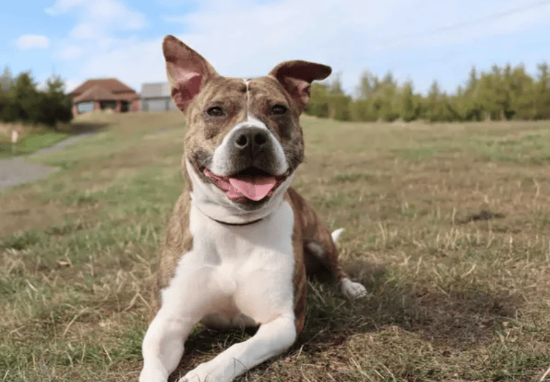 Diva is looking for a family who have plenty of time to help get her settled into her new pad. She’ll need to continue basic training including house training, building up any time alone and confidence boosting. Diva will be ok to live with kids 14 years+ and another dog. On first intro’s, Diva likes to take everything in at her own pace. It’ll be best to have a couple of meets to build up a relationship.