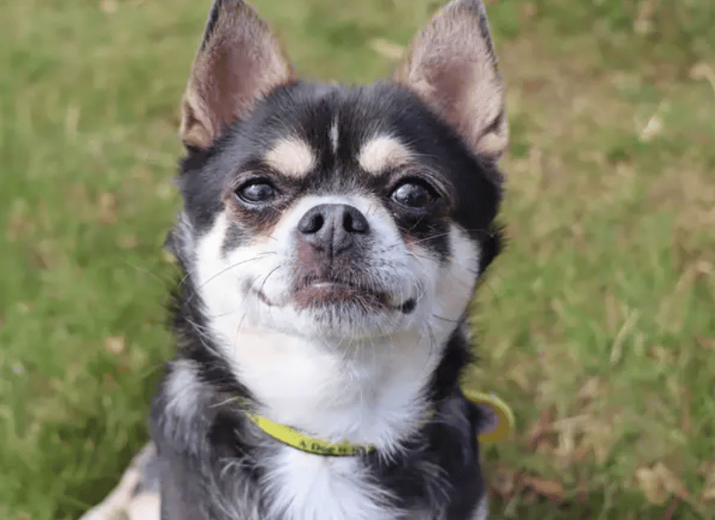 Harry is looking for a calm and quiet home where life moves at an easy pace. He’s a sensitive soul who needs an understanding adult home that will allow him take things steady as he gains confidence. Harry will need to meet his new family a few times at the centre before making the move into his forever home.