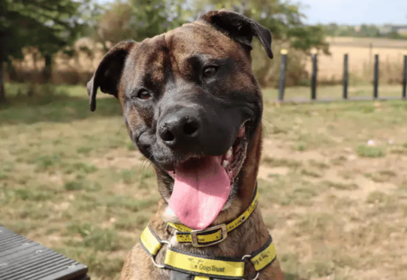 Meet Otis, an excitable lad who is a bundle of energy! He’ll suit a family who can channel that into positive outlets and training. Otis is good with other dogs and can live with another dog who is up for his playstyle – he’s still learning and may be a bit much for some. He’s a friendly chap and will be fine with older primary kids who are confident around bouncy larger breeds.