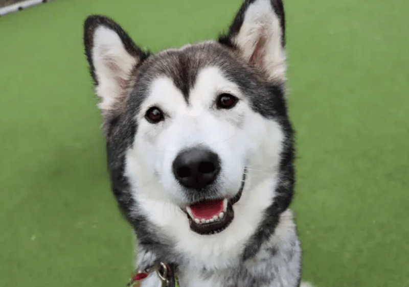 Nova will suit an active family who are up for some training. She’ll need some support with her doggy social skills, spending any time home alone building up and a refresher with house training. Nova would love a home with a garden. She can live with older primary kids.