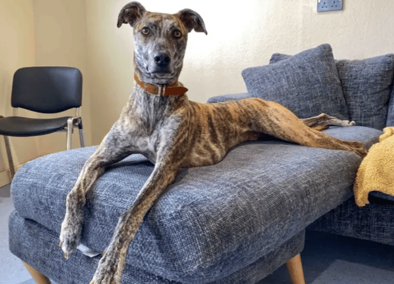 Jeffrey is ready to settle into his forever home! He should only need a refresher with house training and is able to spend a bit of time home alone if required. Jeffrey will be best suited to a family with secondary school aged kids. He does enjoy quick bursts of giddiness so a garden would be great for these quick zoomie times.