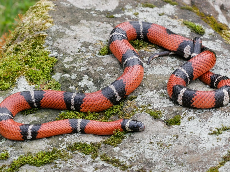 The Milk Snake os actually a small variety of Kingsnake, known for its vivid colouration. They rarely grow to more than three feet in length and are as easy to care for at their larger relatives. Expect to pay £60-£150.