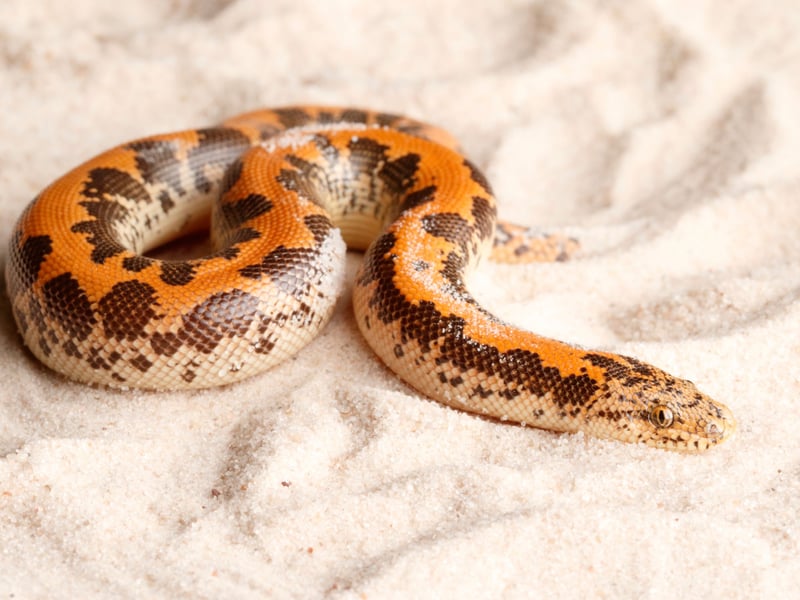 Native to northern and eastern Africa, the Kenyan Sand Boa is a diminuative, burrowing snake that only grows to around 2 feet long. They are very calm creatures, with unusually small heads and stout bodies. They tend to be sold for £80-£200.
