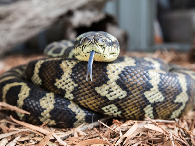 Best Pet Snakes 2025: Here are 10 of the best species of serpent to ...