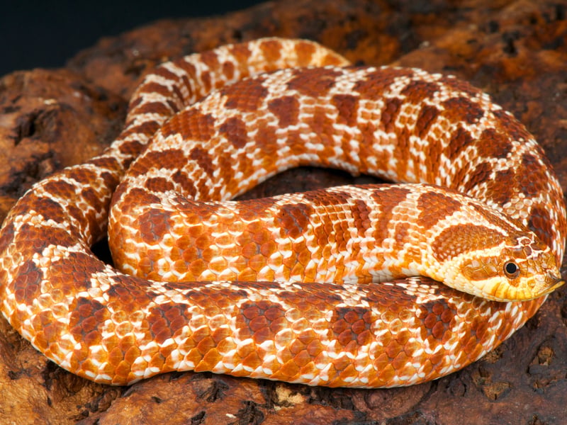 Yet another popular pet snake native to the USA, the Western Hognose Snake get their name from their unusual and cute upturned noses. They thrive in captivity and are quite playful (at least in comparison to other snakes). For this snake with a quirky personality, which grows up to 3 feet long, expect to pay £120–£400.
