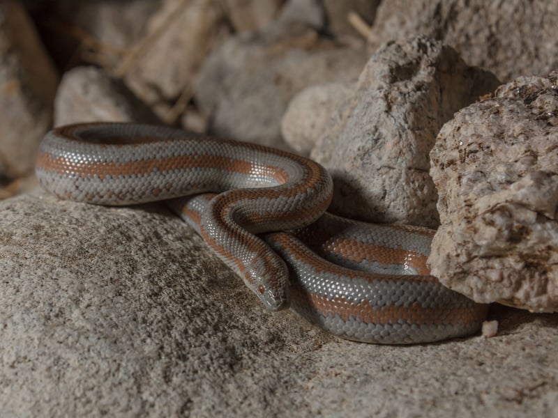 Hardy and slow-moving, Rosy Boas are forgiving pets for beginners. Adults reach between 2–4 feet, are simple to house and even easier to handle. They typically cost £100–£250, depending on morph and breeder.