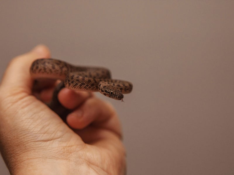 An Australian species that are commonly captive-bred in Britain, the Children’s Python was named in honour of British Museum zoological curator John George Children. They are gentle, manageable, tolerate handling (see picture!) and grow to around 3–4 feet. Expect to pay £150–£300, sometimes more for rarer examples.