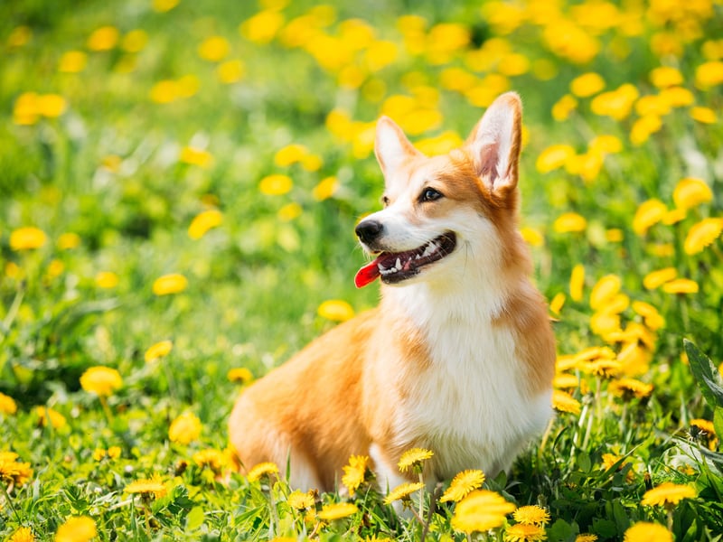 Corgis are spirited, intelligent, and highly responsive. They enjoy learning and thrive on obedience training - they just love to learn!