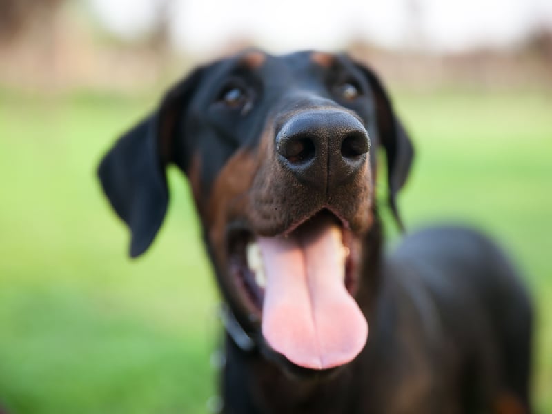 Dobermanns, also known as Doberman Pinschers, complete the top five of most obedient dogs. They make great guard dogs and are incredibly loyal. 