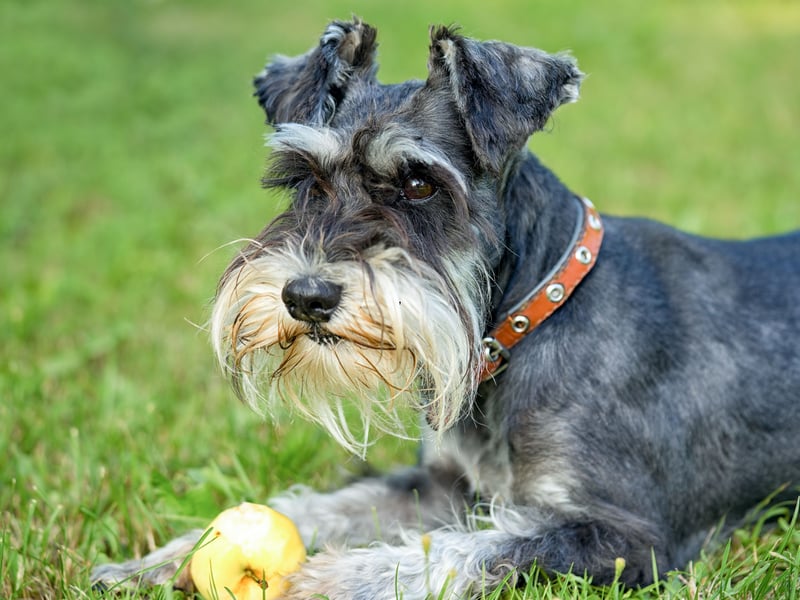 Miniature Schnauzers are alert, intelligent, and eager to please. Their trainability and affectionate nature combine to make them very obedient companions. Good boy.