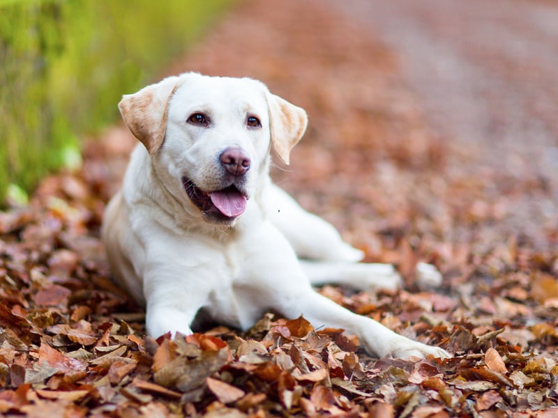 The adorable Labrador Retriever may be the UK's most popular dog breed, but it's only seventh when it comes to obedience. 
