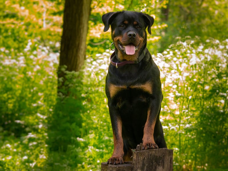 You won't have to tell a Rottweiler to do something twice. Their combination of obedience, eagerness to please, and loyalty makes them a great canine companion and earns them ninth place on this list.