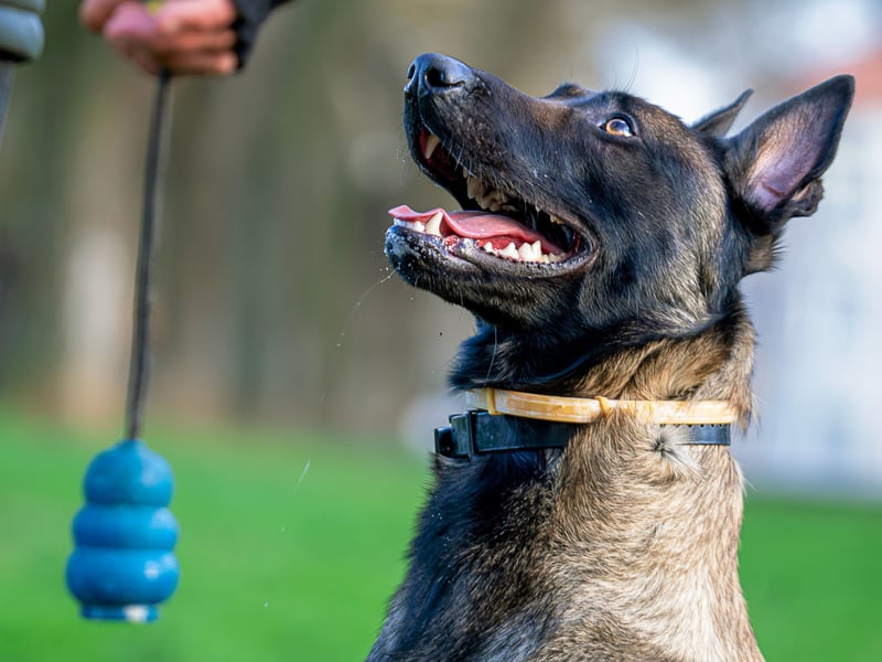 Belgian Malinois are focused, agile, and incredibly obedient when trained properly. Favored by military and police, they’re loyal and hardworking. 