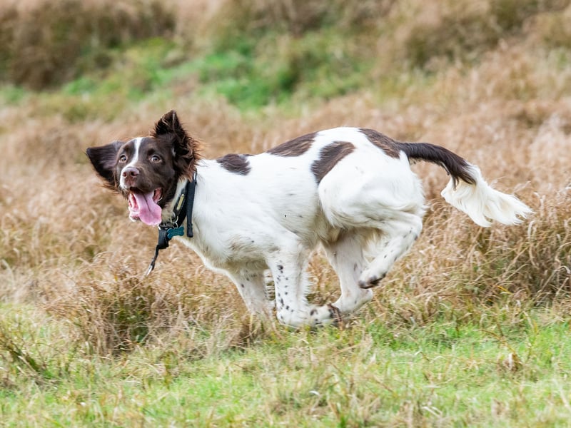 English Springer Spaniels are energetic, friendly, and never happier than when they have a job or task to carry out. Their obedience and adaptability make them excellent hunting partners and family dogs.