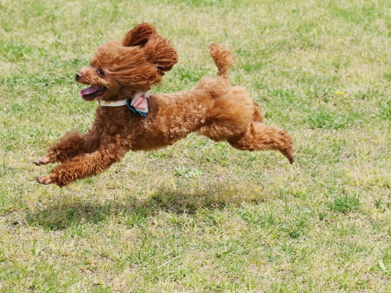 The second most obedient breed of dog is the Poodle - all sizes, from toy to standard. In order to be in the top tier of obedience a dog must listen to their owners' commands on the first try at least 95 per cent of the time. 