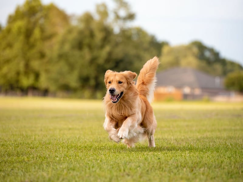 Golden Retrievers are the fourth more obedient dog breed. Combine that with their loveable good nature and you have a great family pet.