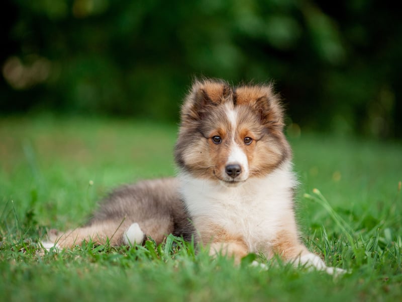 You need to be able to follow commands to successfully heard sheep, so it's no surprise that the cheery Shetland Sheepdog makes an appearance in the top 10 most obedient breeds of dog. 