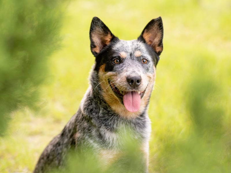 Just sneaking into the top 10 most obedient dogs is the Australian Cattle Dog who, according to the American Kennel Club, are "true-blue loyal, famously smart, ever alert, and wary of strangers".