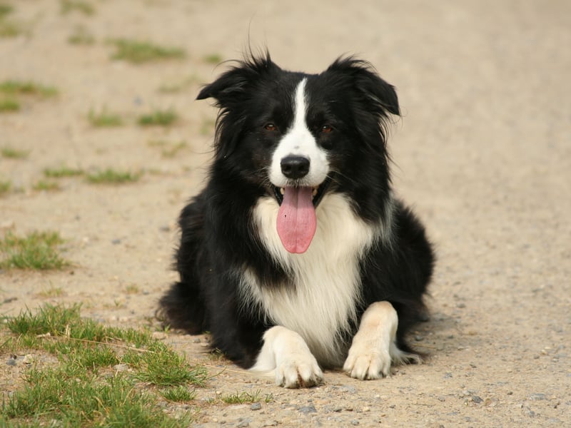 Top dog when it comes to obedience is the lively Border Collie - who are also the world's most intelligent dog. They do need lots of exercise though, so are not the perfect pet for everybody. 