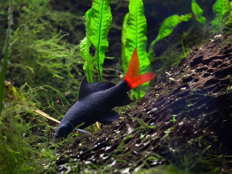 Despite its name, the Red-tailed Black Shark is more closely related to the humble Carp than the Great White. Critically endangered in its native Thailand, they can live for anywhere between 4-10 years. 