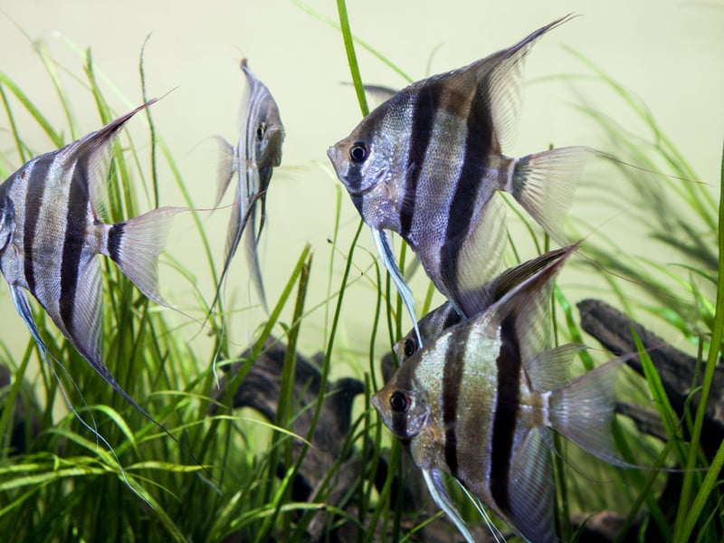 There are three different species of Angelfish, all of which originate from the Amazon and Orinoco Basins of South America. All have similarly long lifespans - living for at least 10 years if cared for properly. 