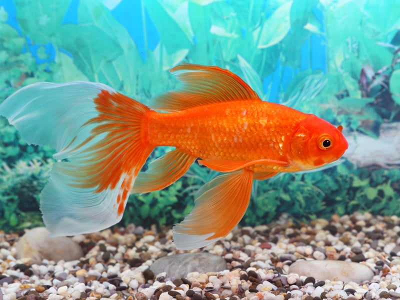 The humble goldfish can live for a long time if looked after properly (NOT in a tiny bowl). They tend to live for at least 10 years, but it's not unusual for them to live for as long as 30. | 