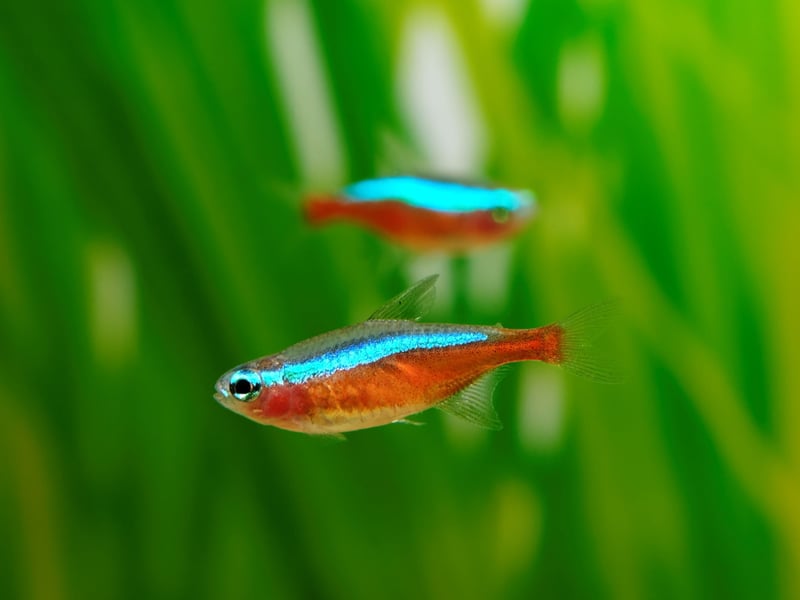 Similar to the Neon Tetra, but with a distinctive red lower half of the body and an even more vibrant blue stripe, the Cardinal Tetra lives for around 4 years on average. 