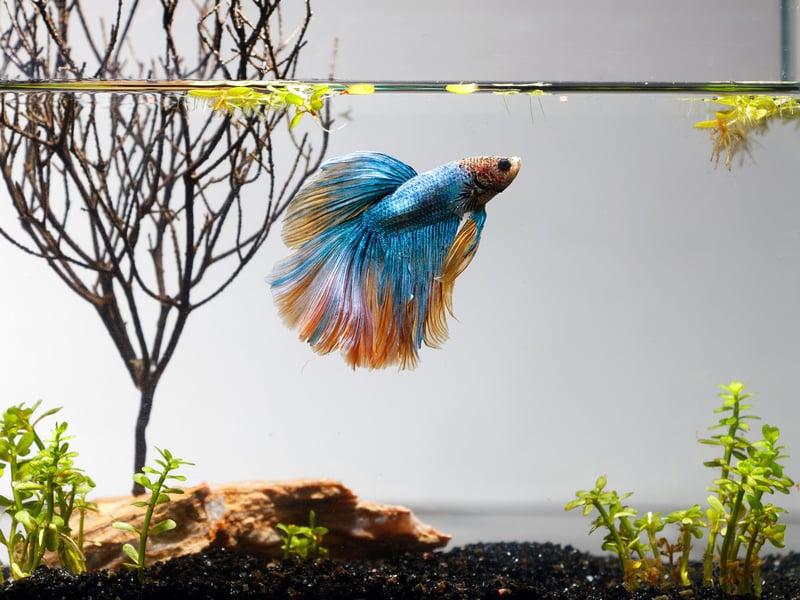 Also known as the Siamese Fighting Fish, the Betta Fish have been highly-prized creatures for well over a century due to their colourful and ornate flowing fins. They live from 2-4 years. 